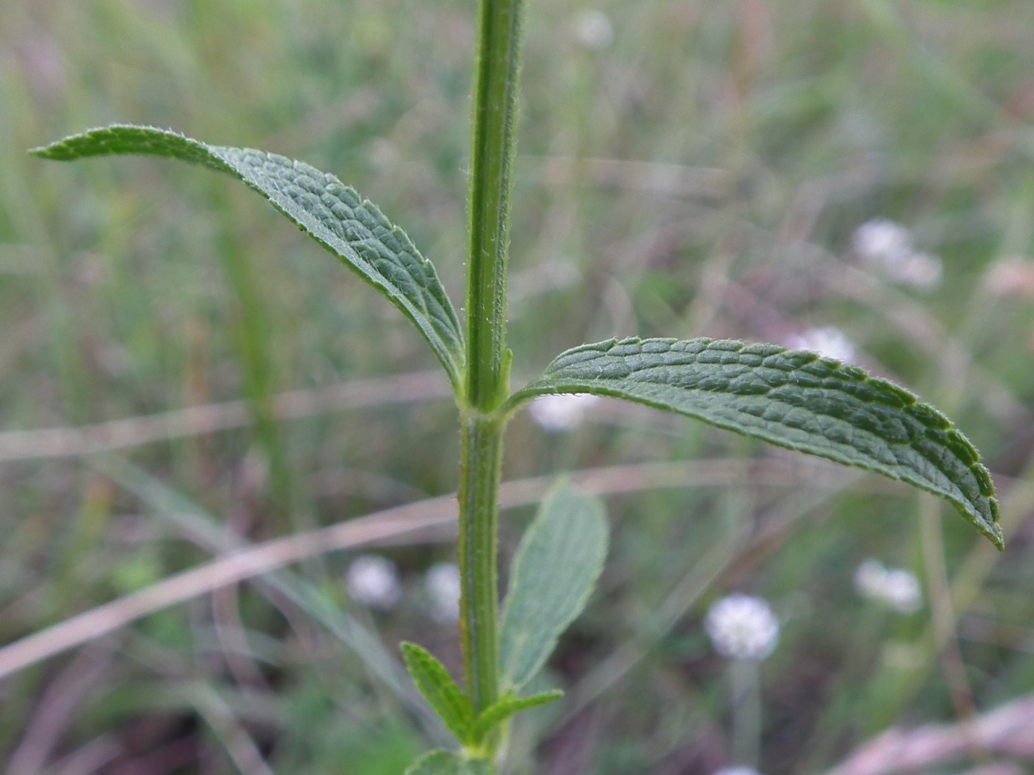 Stachys recta